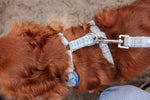Sky Tweed Essentials Ensemble: Adjustable Neck Harness, Collar & Leash - Perlujo