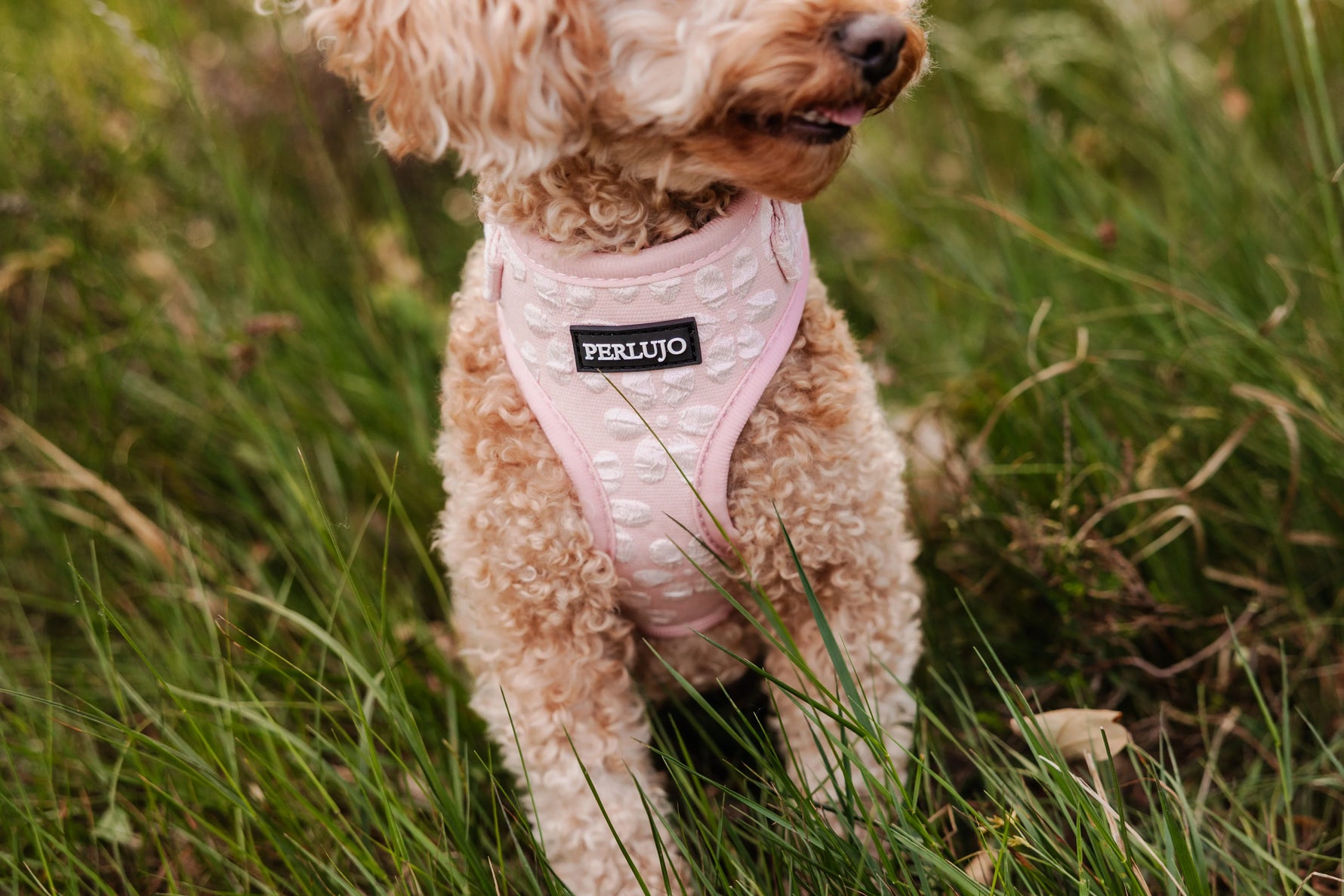 Rosy Bloom Essentials Ensemble: Adjustable Neck Harness, Collar & Leash - Perlujo
