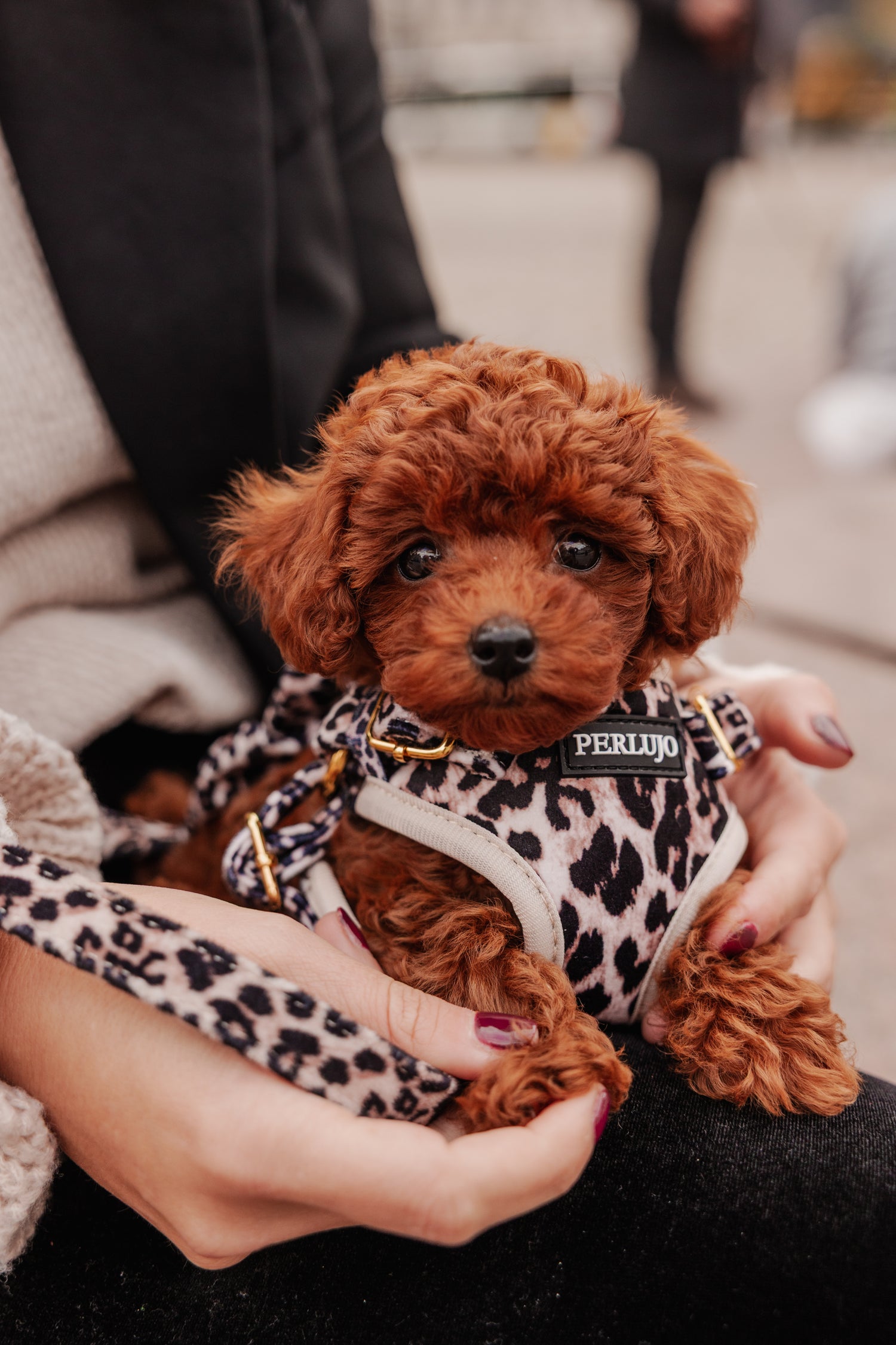 Wild Elegance Adjustable Step-In Harness