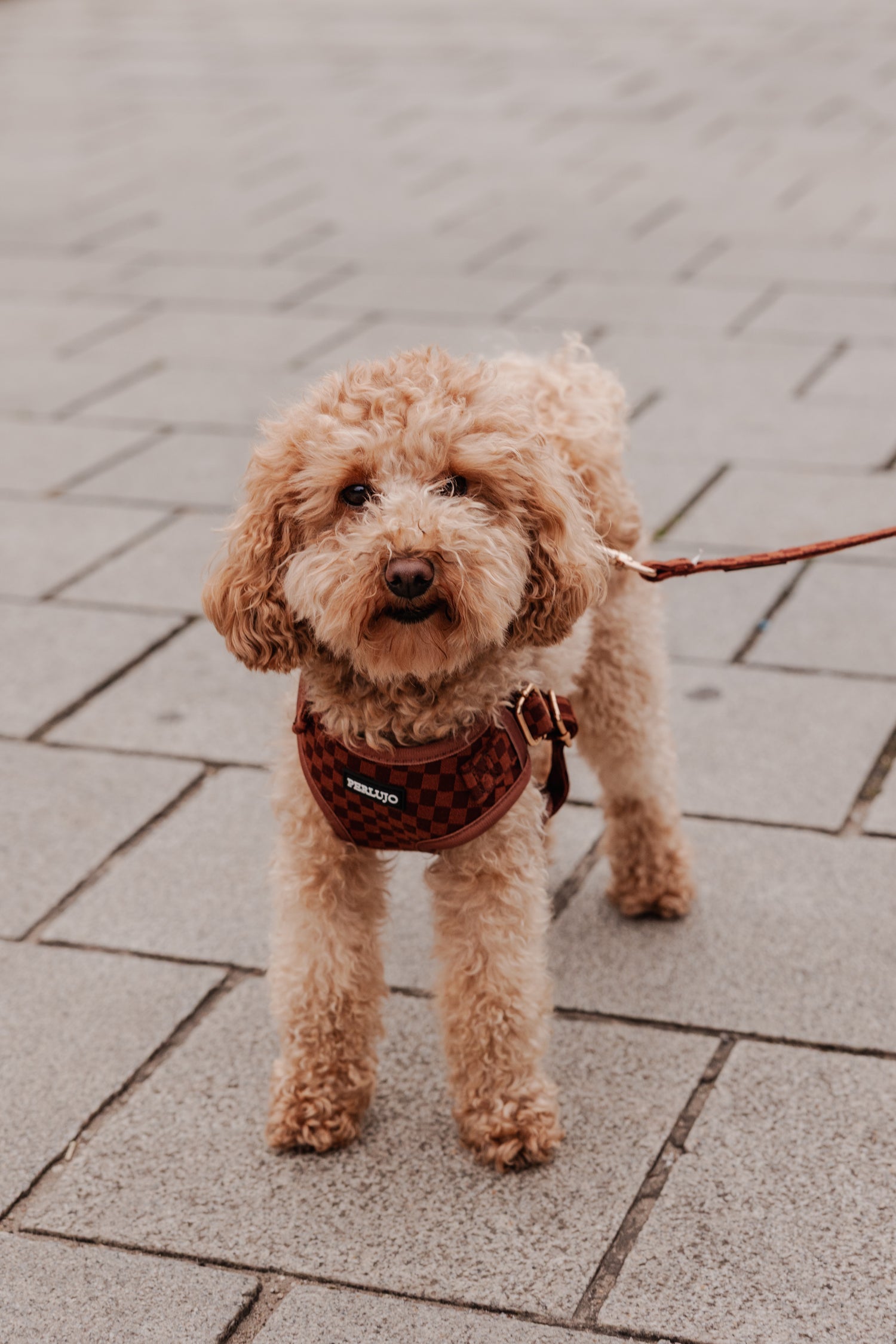 Classic Comfort Adjustable Step-In Harness