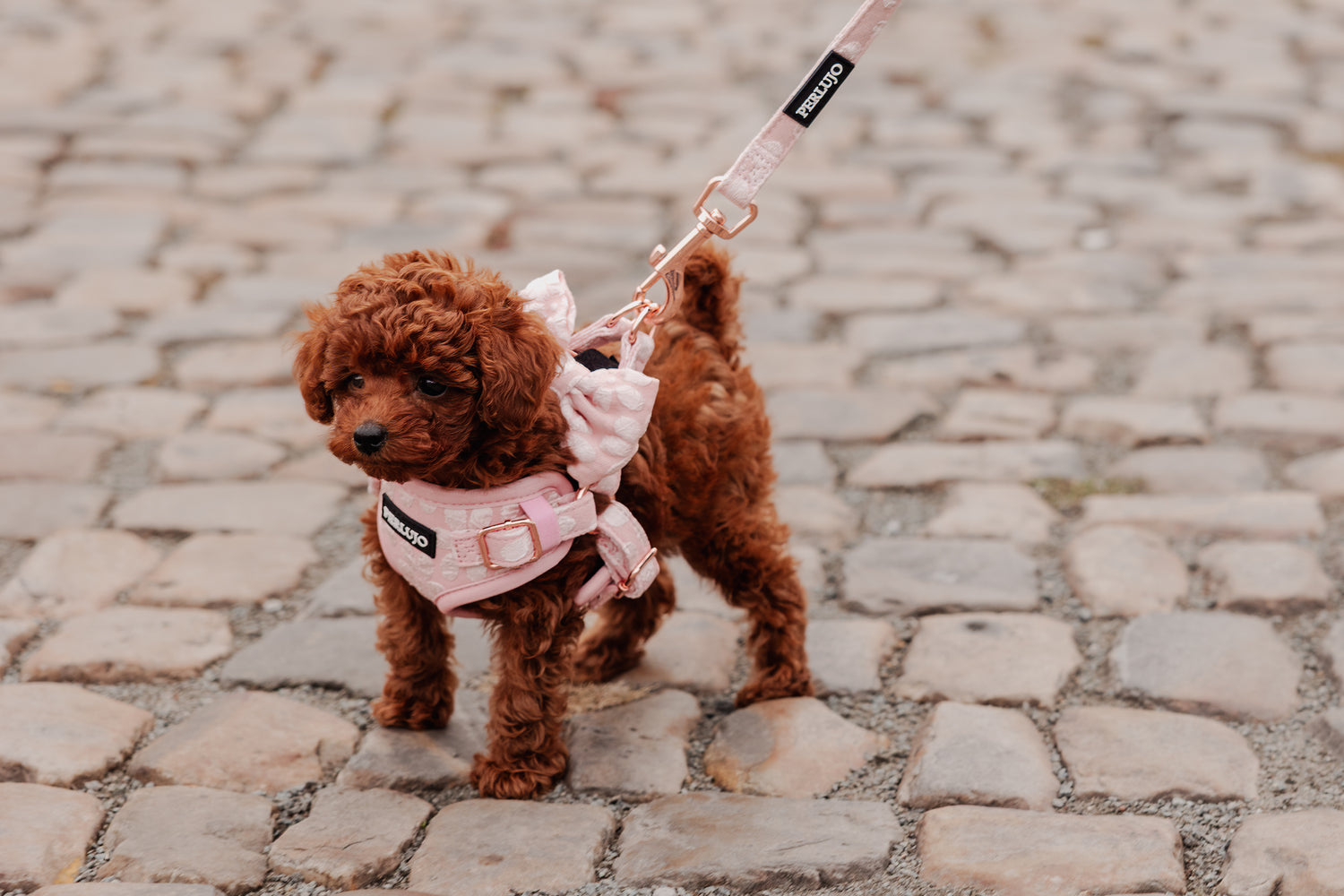 Rosy Bloom Step-In Harness – Elegance and Comfort for Every Dog