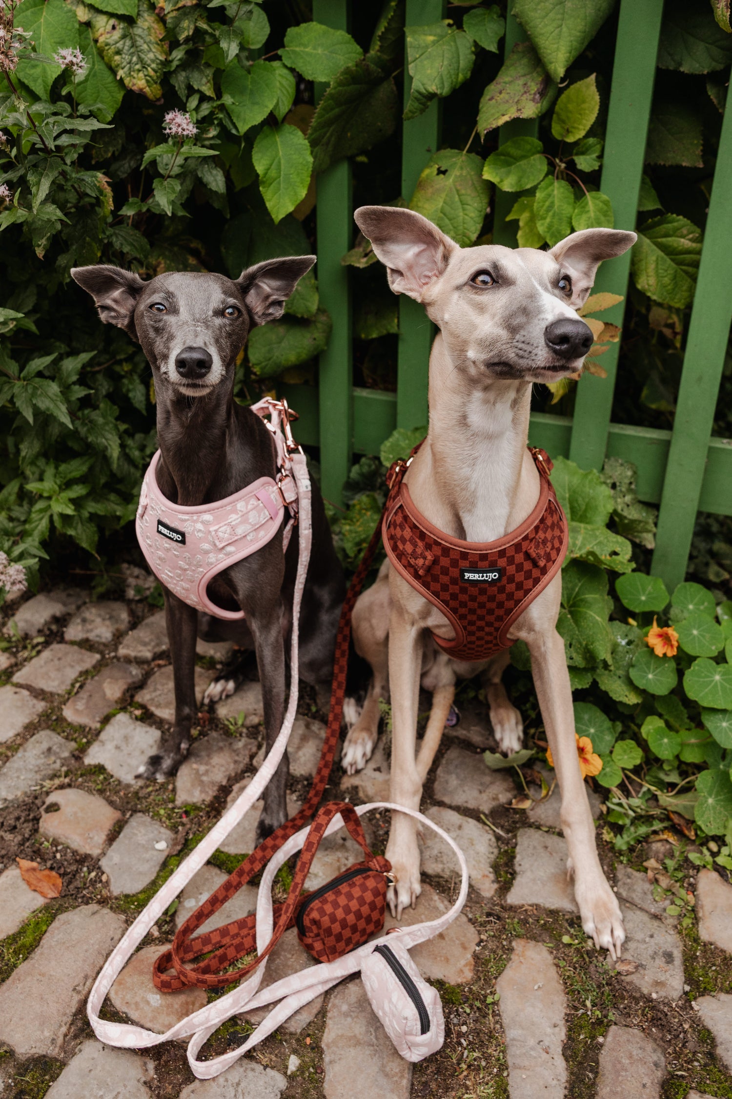 Rosy Bloom Step-In Harness – Elegance and Comfort for Every Dog