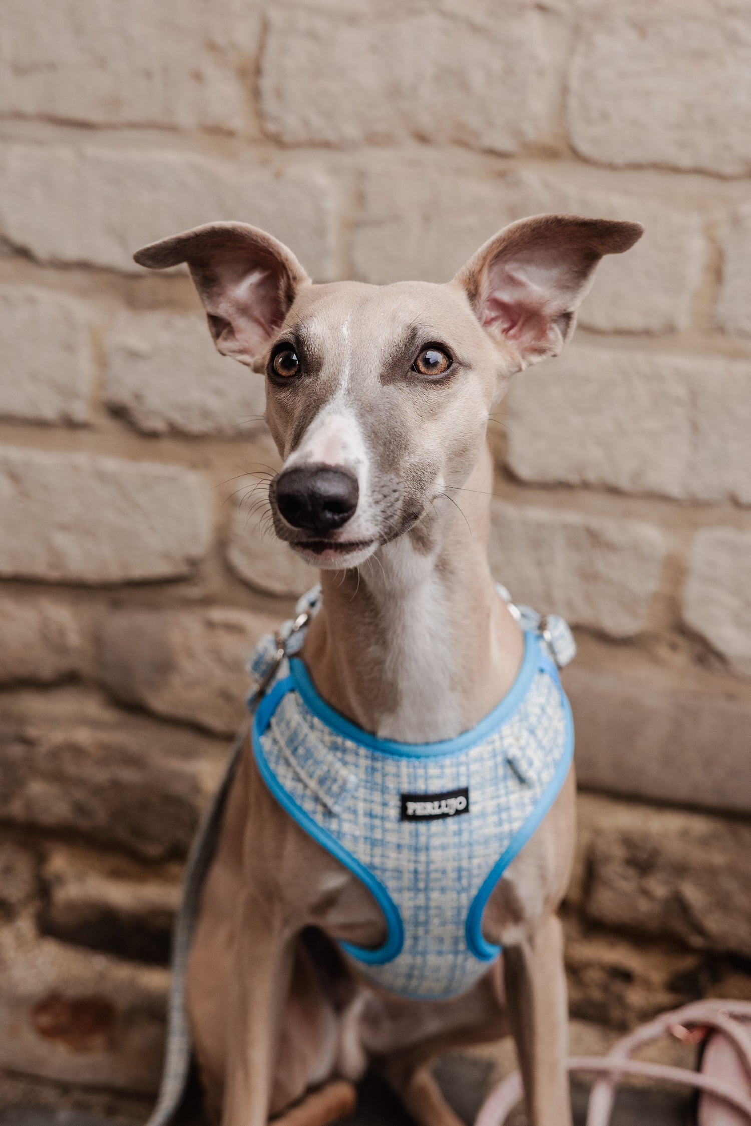 Sky Tweed Adjustable Step-In Harness